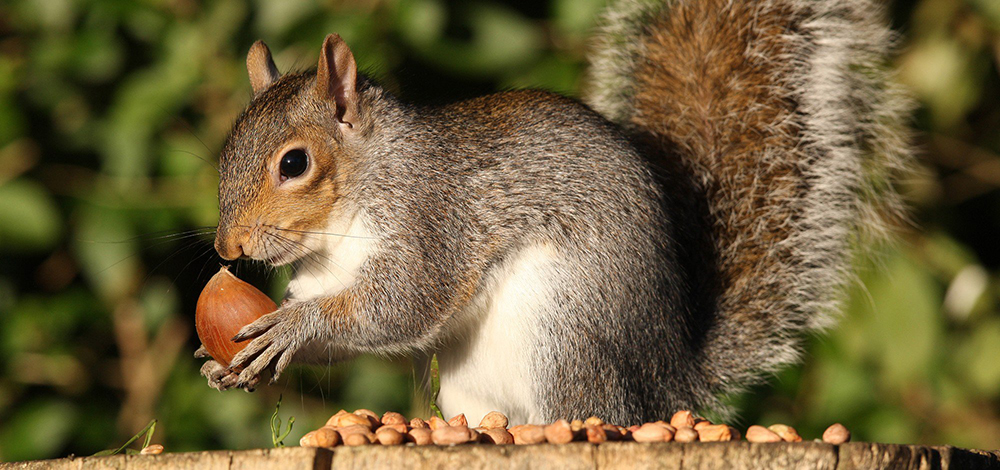 Squirrel